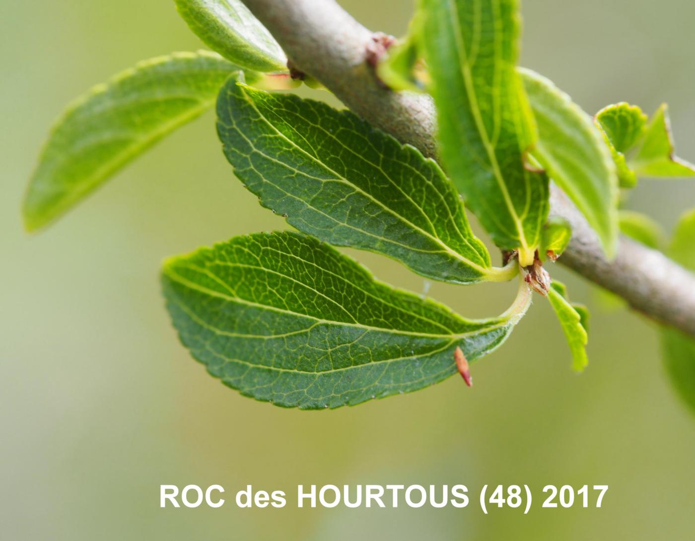 Buckthorn, (Rock) leaf